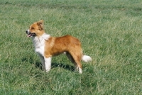 Picture of Welsh Sheepdog on grass
