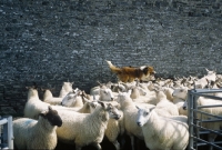 Picture of Welsh Sheepdog running over sheep