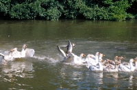 Picture of Welsh Sheepdog working geese in river