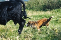Picture of Welsh Sheepdog working Welsh cattle