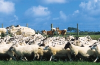 Picture of Welsh Sheepdogs herding a flock of sheep