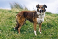 Picture of Welsh Sheepdog