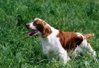 Picture of welsh springer spaniel, eager to work, standing in long grass