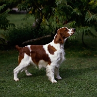 Picture of welsh springer spaniel from dalati kennels with leafy background