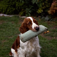 Picture of welsh springer spaniel from dalati kennels carrying dummy