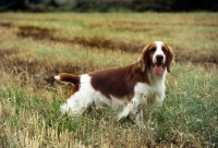 Picture of welsh springer spaniel in a stubble field