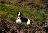 Picture of welsh springer spaniel in heather on moorland