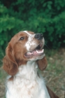 Picture of welsh springer spaniel, looking up