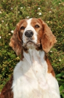 Picture of Welsh Springer Spaniel portrait