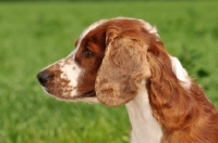 Picture of Welsh Springer Spaniel profile