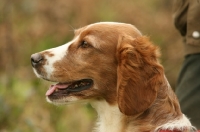 Picture of Welsh Springer Spaniel, profile