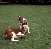Picture of welsh springer spaniel puppies playing