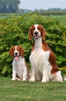 Picture of Welsh Springer Spaniel puppy with mother