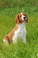 Picture of Welsh Springer Spaniel puppy