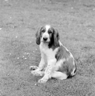 Picture of welsh springer spaniel puppy
