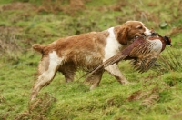 Picture of Welsh Springer Spaniel retrieving pheasant