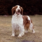 Picture of welsh springer spaniel, sh ch deri darrell of linkhill, standing on short grass