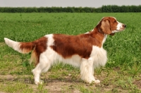 Picture of Welsh Springer Spaniel side view