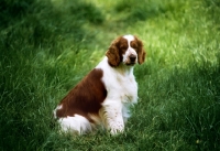 Picture of welsh springer spaniel sitting in long grass