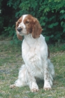 Picture of Welsh Springer Spaniel, sitting down