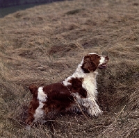 Picture of welsh springer spaniel standing on hillside