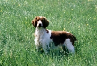Picture of welsh springer spaniel standing in long grass