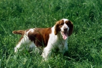 Picture of welsh springer spaniel standing in long grass