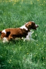 Picture of welsh springer spaniel working in long grass