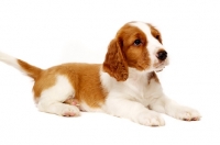 Picture of Welsh Springer Spaniel