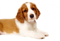 Picture of Welsh Springer Spaniel