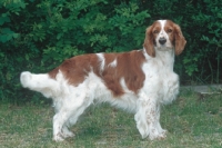 Picture of Welsh Springer Spaniel