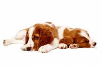 Picture of Welsh Springer Spaniel