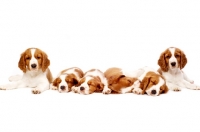 Picture of Welsh Springer Spaniel