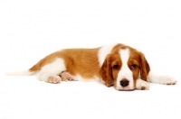 Picture of Welsh Springer Spaniel