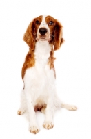 Picture of Welsh Springer Spaniel