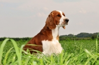 Picture of Welsh Springer Spaniel