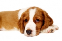 Picture of Welsh Springer Spaniel