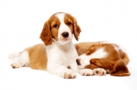 Picture of Welsh Springer Spaniel