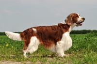 Picture of Welsh Springer Spaniel