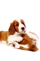 Picture of Welsh Springer Spaniel