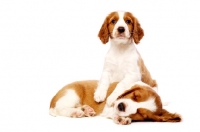 Picture of Welsh Springer Spaniel