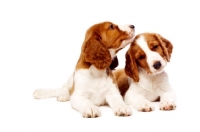 Picture of Welsh Springer Spaniel