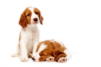 Picture of Welsh Springer Spaniel