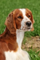 Picture of Welsh Springer Spaniel