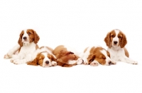 Picture of Welsh Springer Spaniel