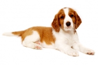 Picture of Welsh Springer Spaniel