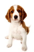 Picture of Welsh Springer Spaniel