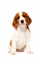 Picture of Welsh Springer Spaniel