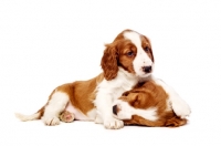 Picture of Welsh Springer Spaniel