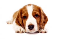 Picture of Welsh Springer Spaniel